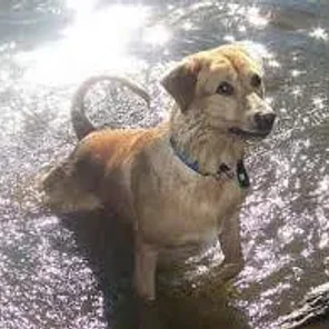Tyrolean Hound