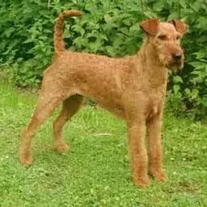 Irish Terrier