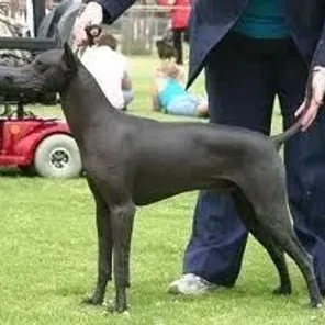 Peruvian Hairless