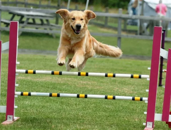 canine agility