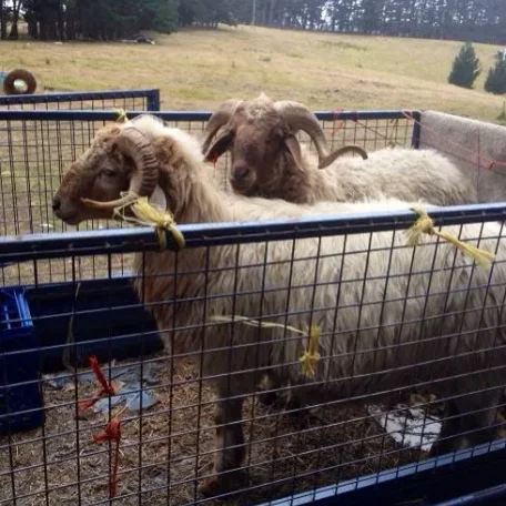 Here are 2 rams we used for the Awassi project. The one on the left is Noah's father and the one on the right is the father of the F1 Awassi.