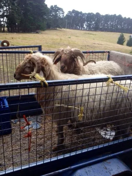 Here are 2 rams we used for the Awassi project. The one on the left is Noah's father and the one on the right is the father of the F1 Awassi.