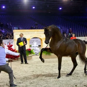 Kahil Al Shaqab