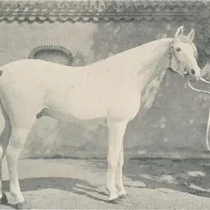 AZIZ