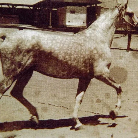 Gwozdawa