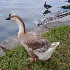 African Goose
