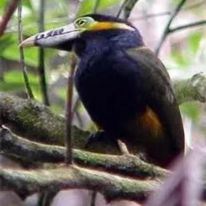 Spot-billed Toucanet