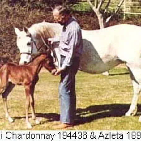 Azleta, one of the great foundation mares of the Gaiey breeding program!