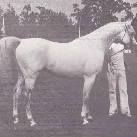 ESTOPA (Tabal {Congo} x Uyaima by Barquillo)