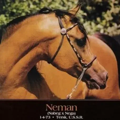 Neman sired by Nabeg and out of Nega who was by Aswan.