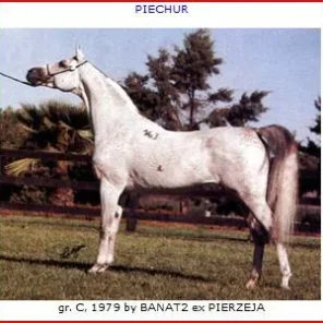 Piechur