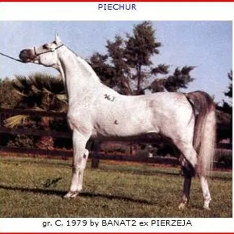 Piechur