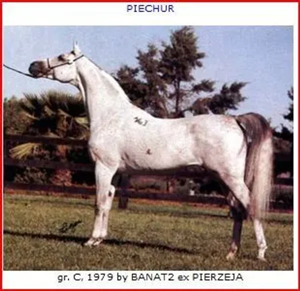 Piechur