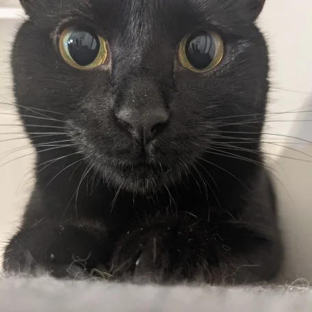 Peek-a-boo Nightmare