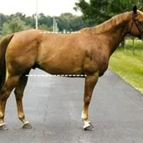 Evaluating Horse Conformation Pt 1