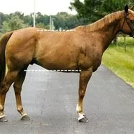 horse conformation #conformation