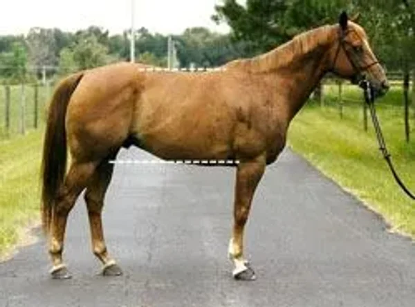 horse conformation #conformation