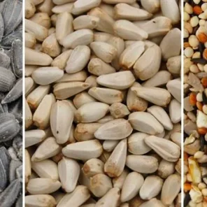 The Best Pet Bird Food