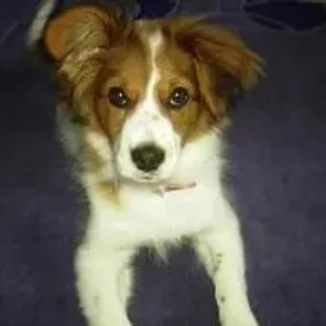 Shelillon (Designer Dog)