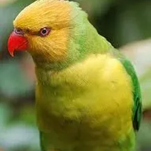 Olive-headed Lorikeet