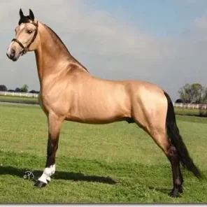 Buckskin