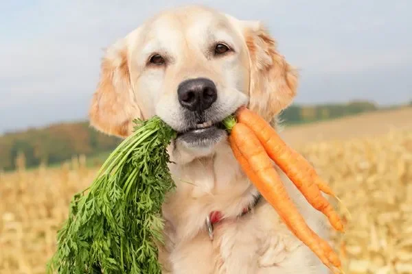 Veg Dog Recipes