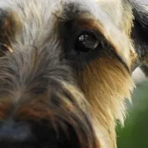 Is the Briard right for you?