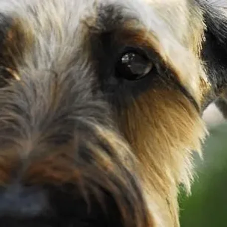 Briard...more than just a big dog!
