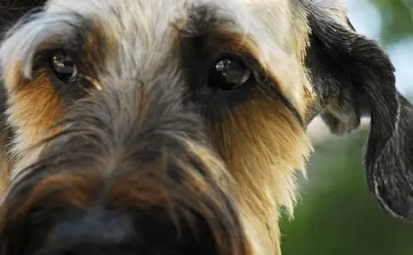Briard...more than just a big dog!