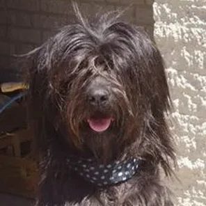Catalan Sheepdog