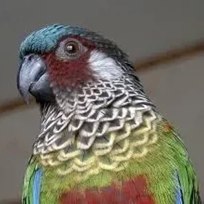 Painted Conure