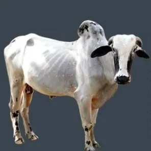 Deoni