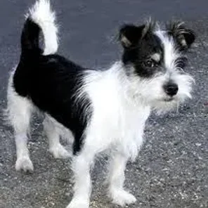 Jack Tzu (Designer Dog)
