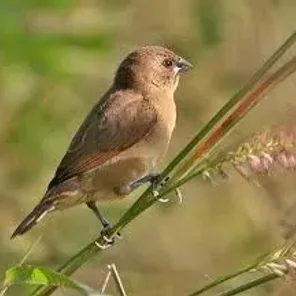 Nutmeg Munia