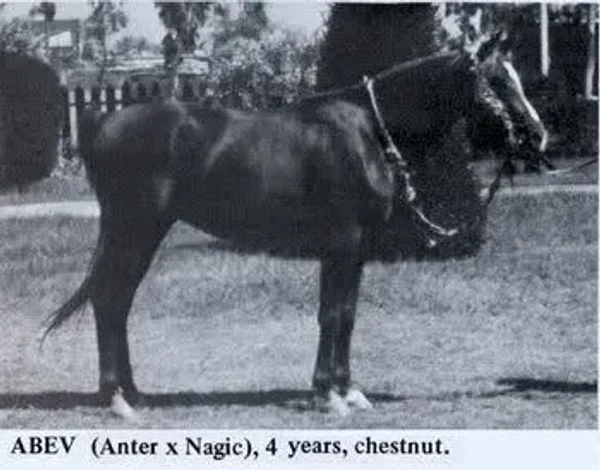 AABER