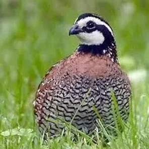 Northern Bobwhite Quail