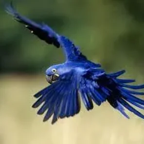 Hyacinth Macaw
