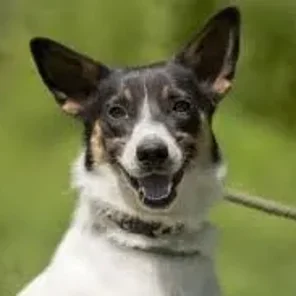 Corgi Cattle Dog (Designer Dog)