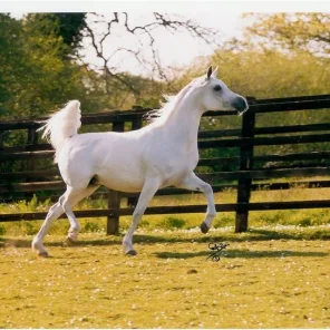 SHF Pearlie Mae
