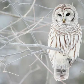 Animals in Winter We Domesticate