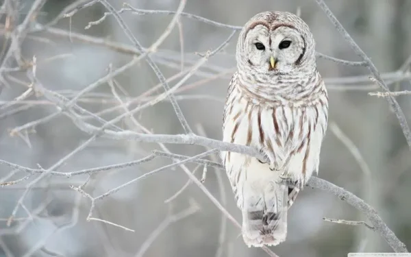 The contrast of coat against crisp white accentuates the stunning qualities of both. There's a real beauty to simplicity that can't be matched by ornamentation