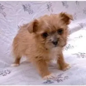 Affenpoo (Designer Dog)