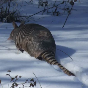 Animals in Winter We Domesticate
