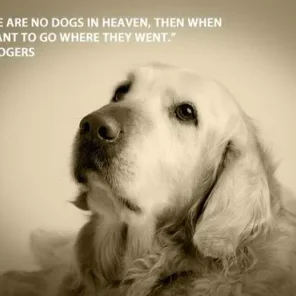 Famous Quotes about Pets