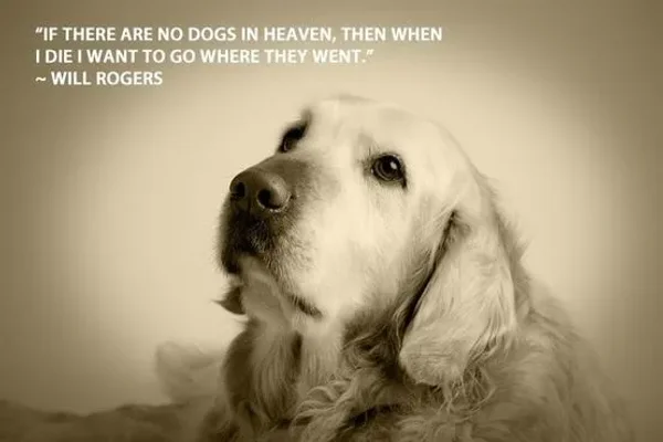 Dog Heaven by Will Rogers
