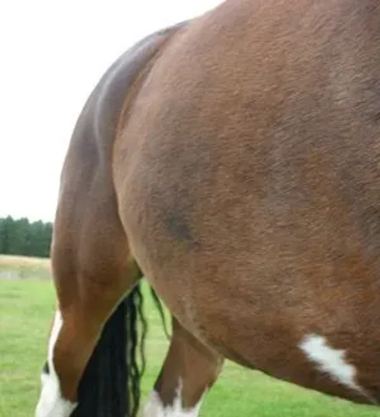Equine Intestinal Bacteria