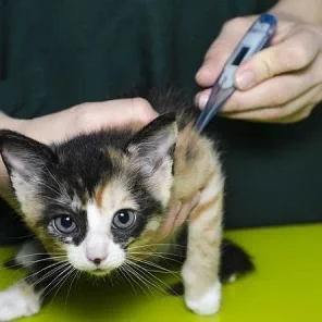 Fevers in Cats