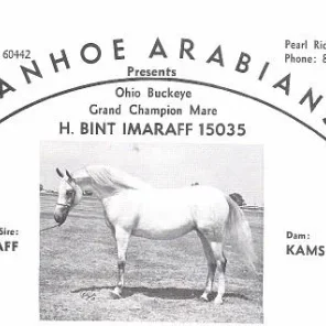 HILLCRESTS BINT IMARAFF
