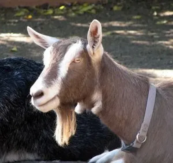 The Toggenburg, nicknamed Togg, is a breed of milk goat, named after the region in Switzerland where the breed originated, the Toggenburg valley in the Canton of St. Gallen. It is considered the oldest registered breed.