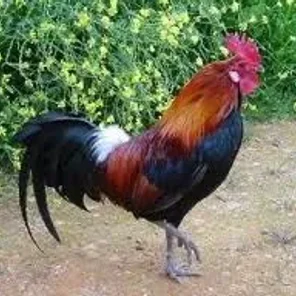 Ayam Bekisar